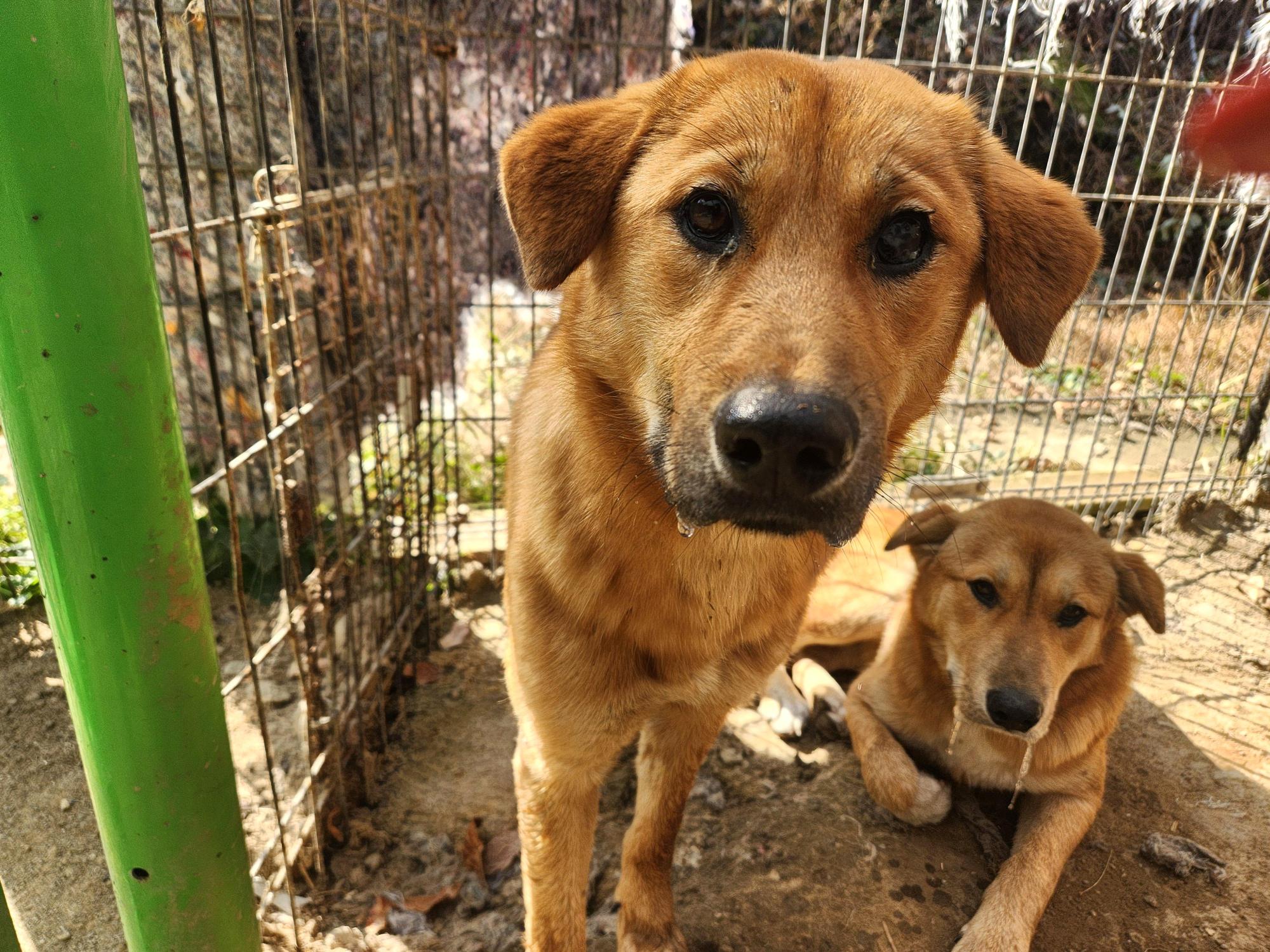 광주TNR동물병원초월_441554202501697
